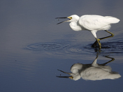 Merritt Island National Wildlife Refuge