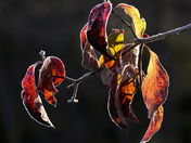 Great Smoky Mountain National Park