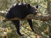 Great Smoky Mountain National Park