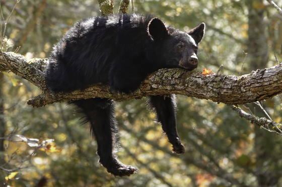 Great Smoky Mountain National Park