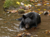 Great Smoky Mountain National Park