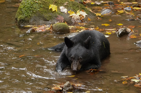 Great Smoky Mountain National Park
