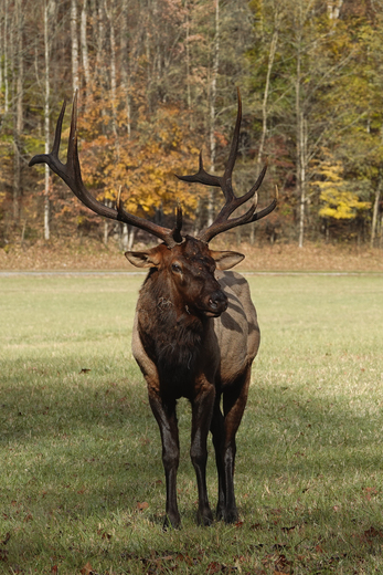 Great Smoky Mountain National Park