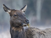 Great Smoky Mountain National Park