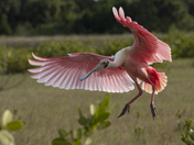 Merritt Island National Wildlife Refuge