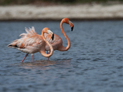 Merritt Island National Wildlife Refuge