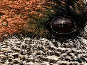 The Eye of the Beholder.  