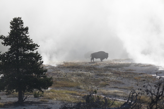 Yellowstone National Park