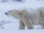 Young Female Polar Bear