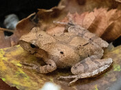 Spring Peeper