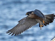 Peregrine Falcon