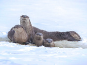 Otter Family 