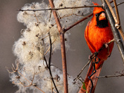 Festive Cardinal Wreath