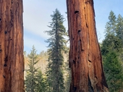 Sequoia National Park