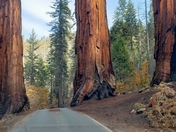 Sequoia National Park