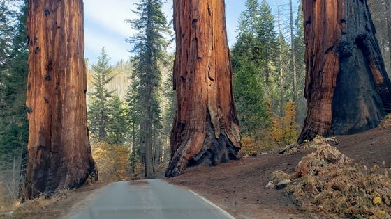 Sequoia National Park
