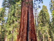 Sequoia National Park