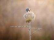 Perched Kestrel