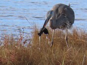 Parker River National Wildlife Refuge