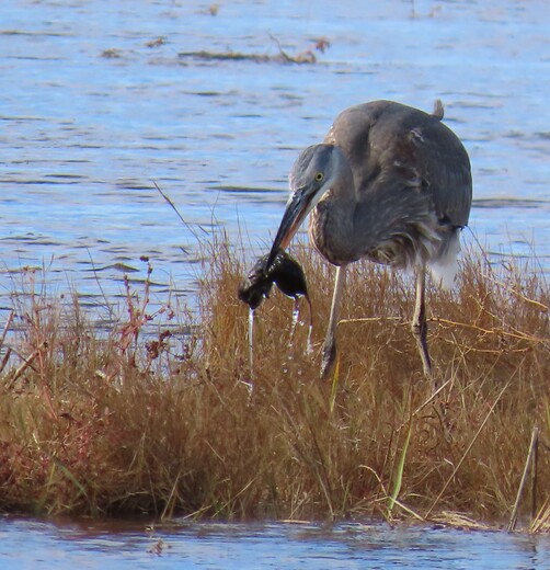 Parker River National Wildlife Refuge
