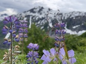 Kenai Fjords National Park
