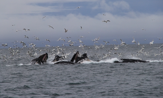 Kenai Fjords National Park