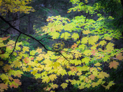 White Mountain National Forest