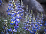 Yosemite National Park