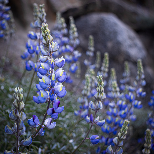 Yosemite National Park