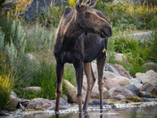 Rocky Mountain Naitonal Park