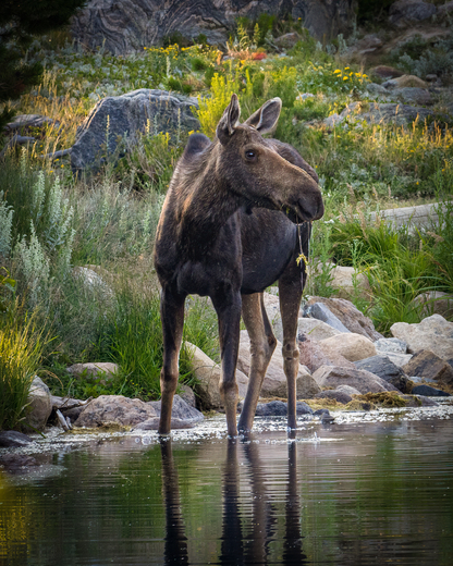Rocky Mountain Naitonal Park