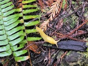 Redwood National and State Parks