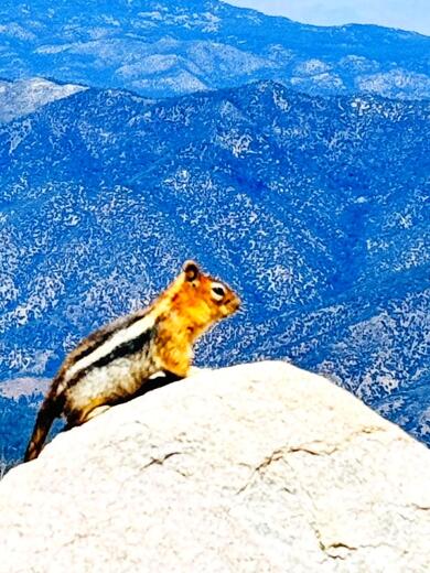San Bernardino National Forest