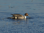 Bosque national Wildlife Refuge