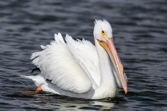 North Padre Island National Seashore