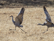 Bosque National Wildlife Refuge