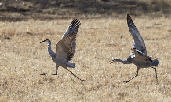 Bosque National Wildlife Refuge