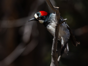 Coronado National Memorial