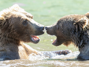Lake Calrk National Park