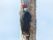 Chipewa Antaional Forest