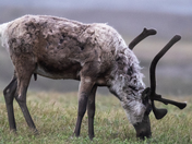 Chugach National Forest