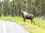 Wrangler St. Elias National Park