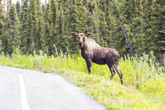 Wrangler St. Elias National Park