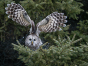 Barred Owl taking off during Snow Flurries