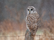 Barred Owl 