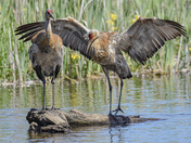 Sandhill Crane Duo - I'll always have time for a hug