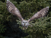 Barred Owl taking off in snow flurries