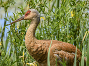 Sandhill Crane Close-up