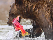 The Salmon Catcher