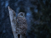 Barred owl